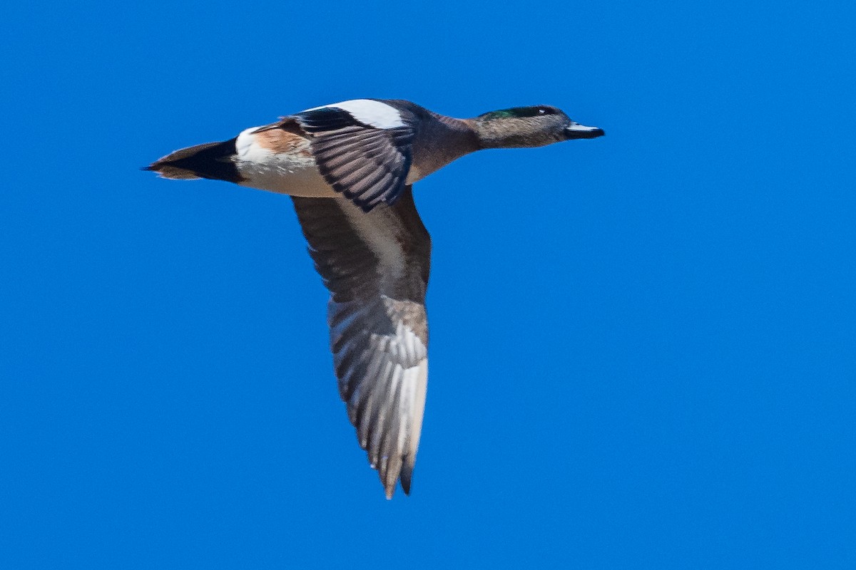 American Wigeon - ML615483617