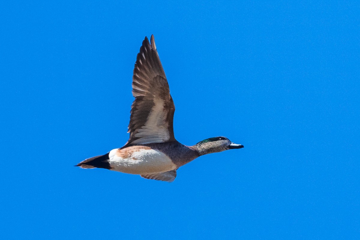 American Wigeon - ML615483618