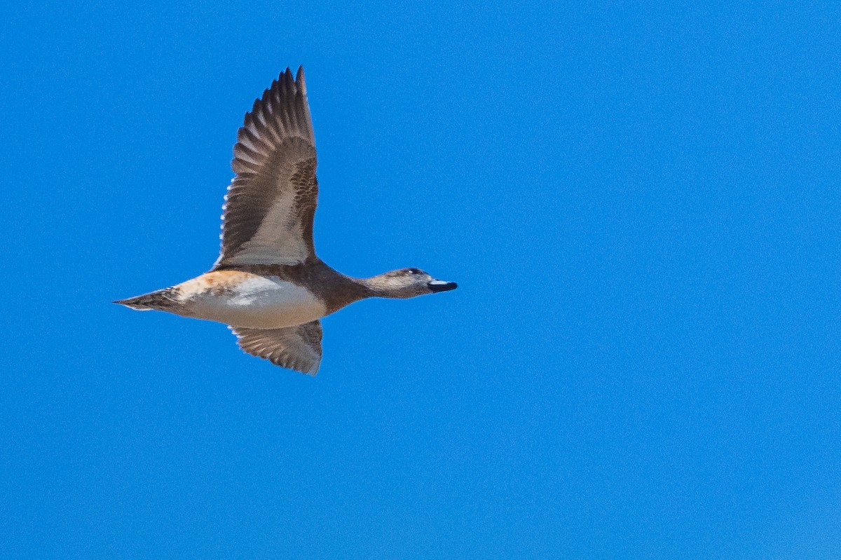 American Wigeon - ML615483619