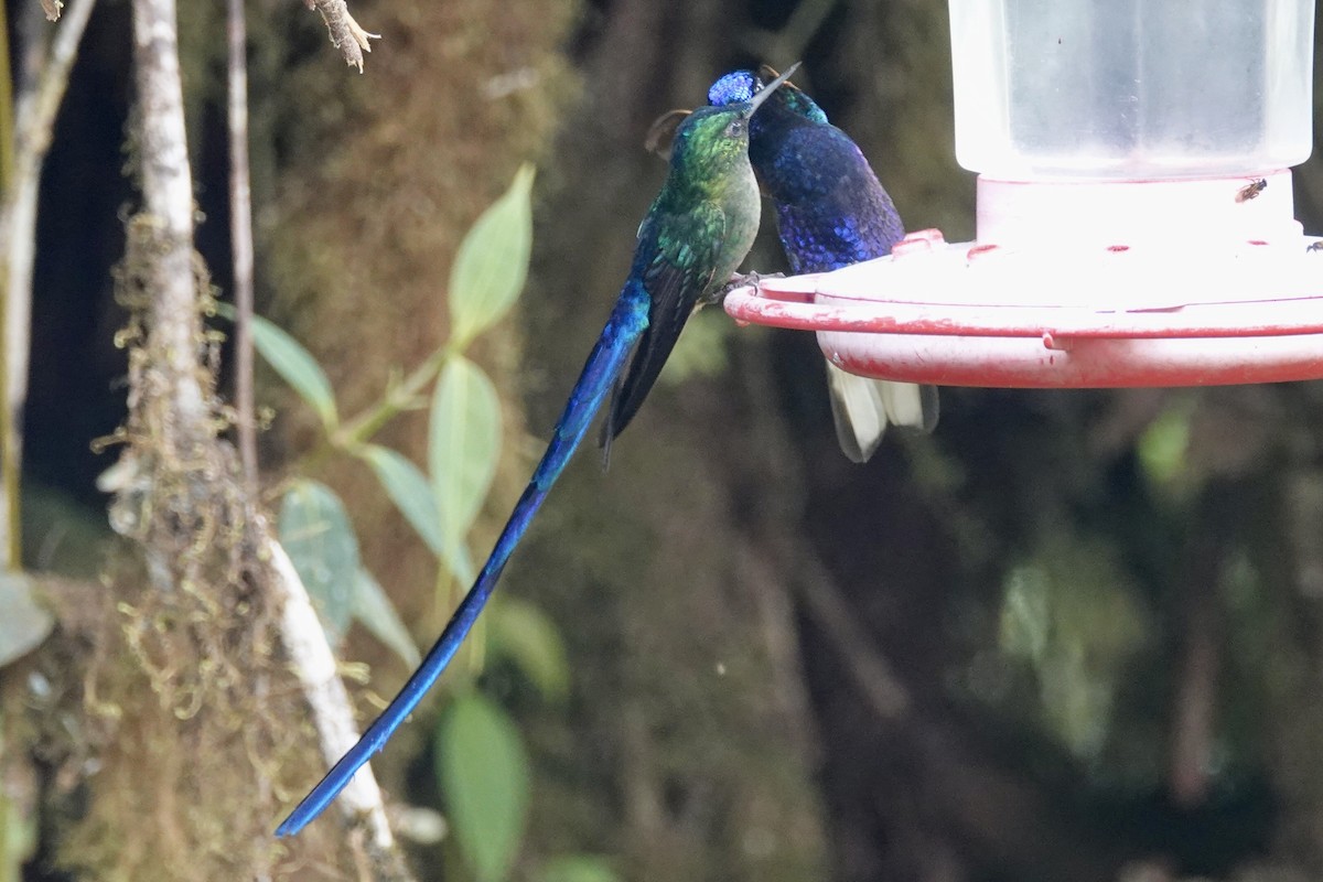 Violet-tailed Sylph - ML615483682