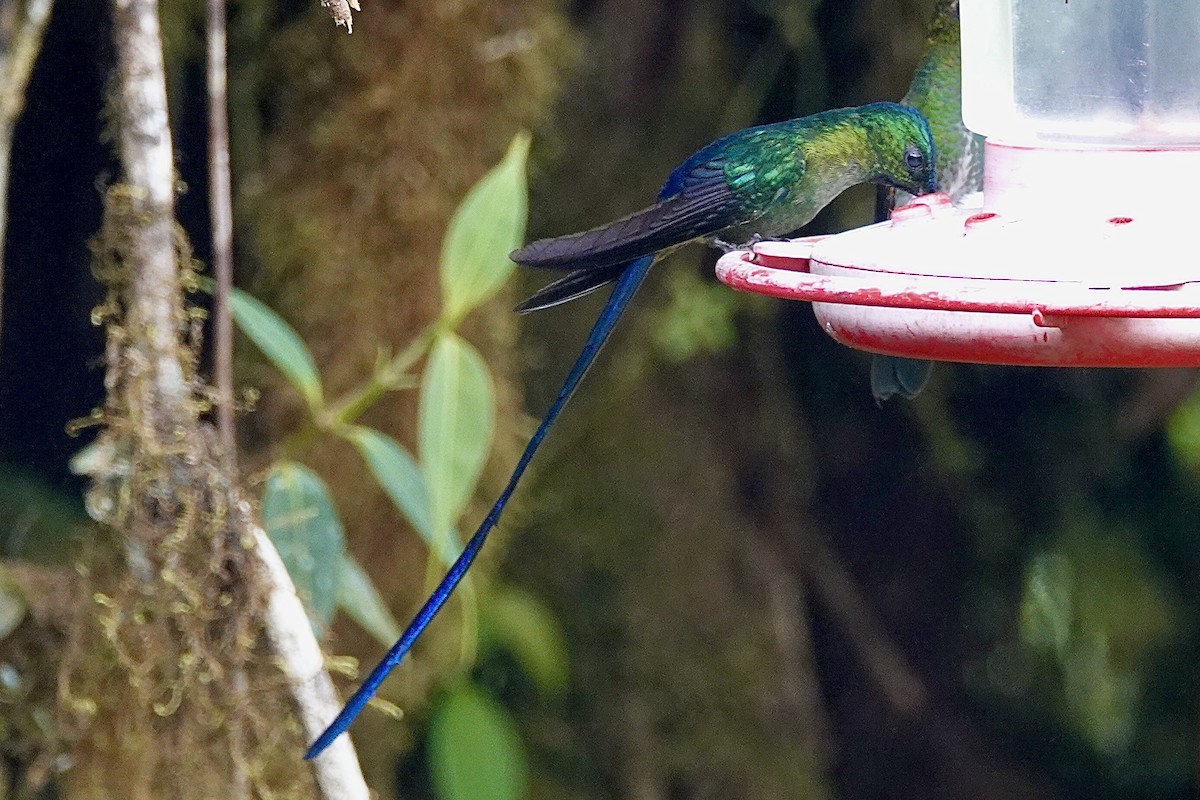 Violet-tailed Sylph - David Fraser