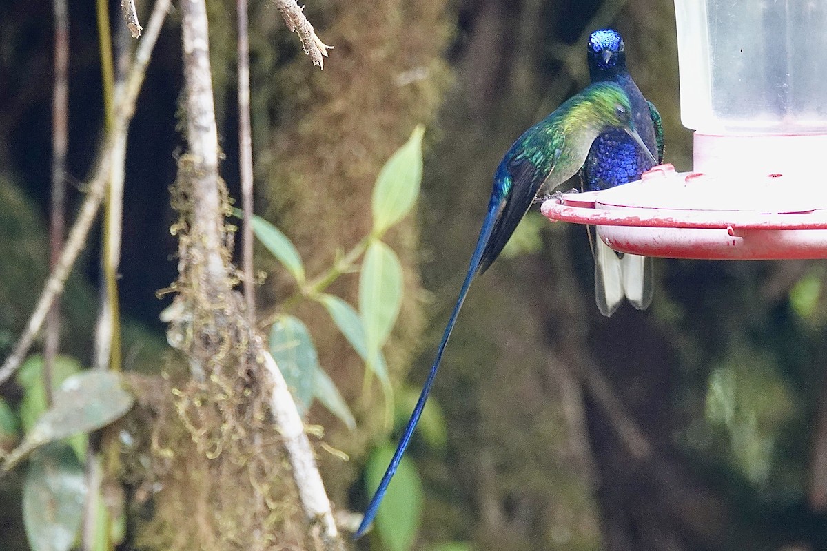 Violet-tailed Sylph - ML615483684