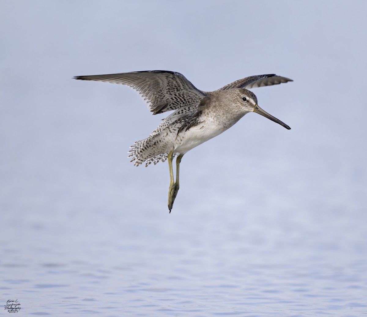 Short-billed Dowitcher - Karen Szafrajda