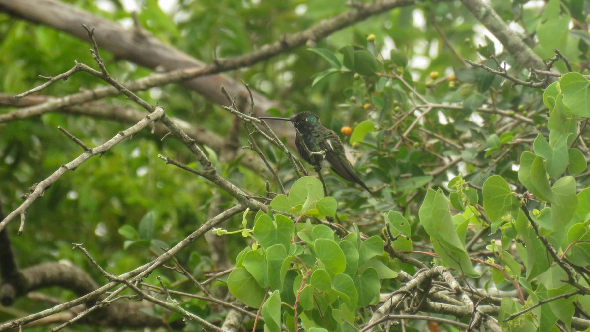 Blue-tufted Starthroat - Ariadna Tripaldi