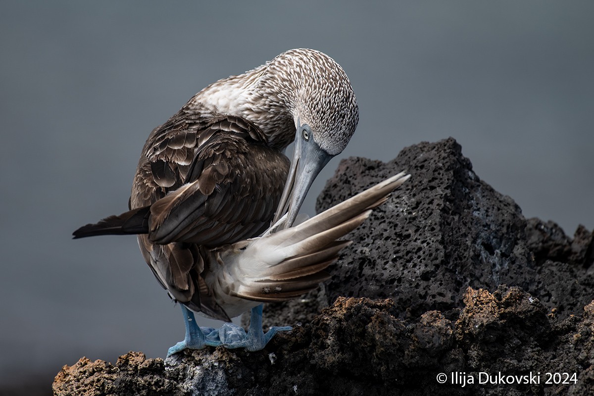 Blue-footed Booby - ML615483782
