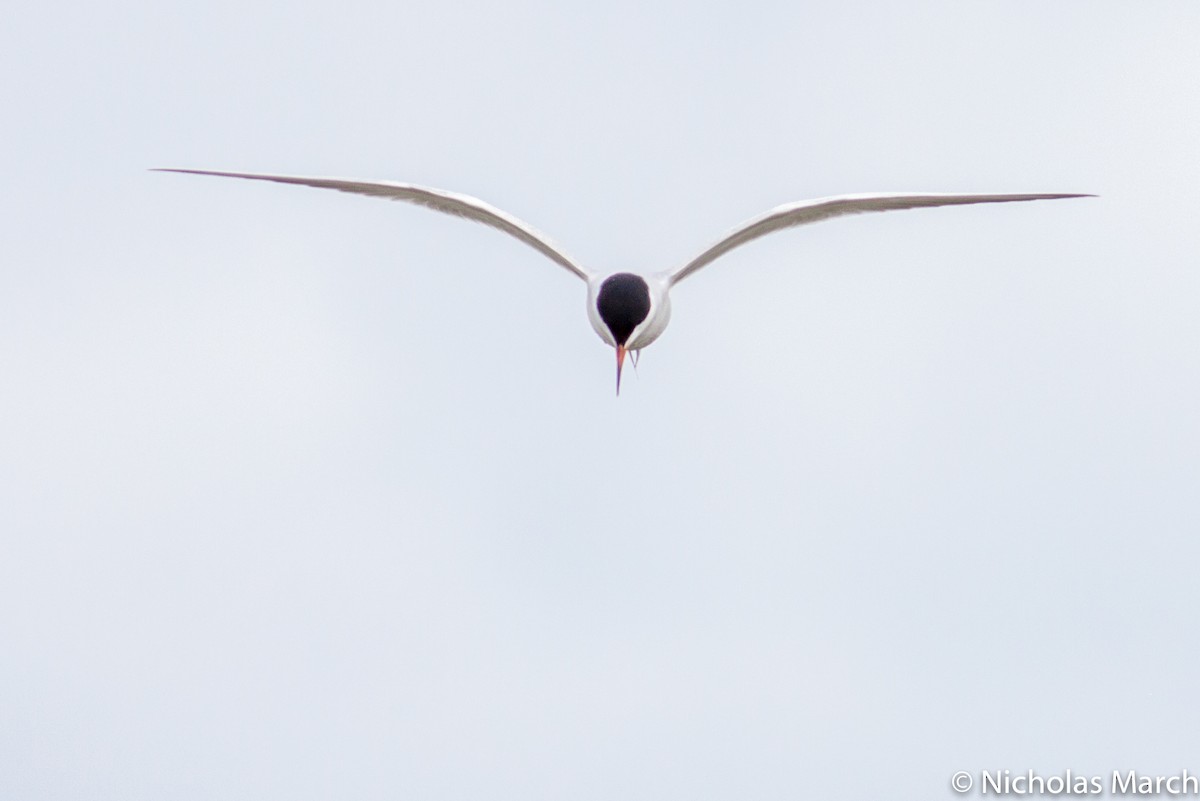 Forster's Tern - Nicholas March