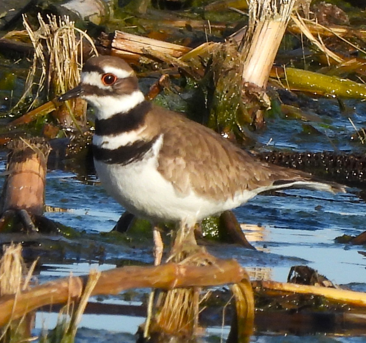 Killdeer - ML615483881