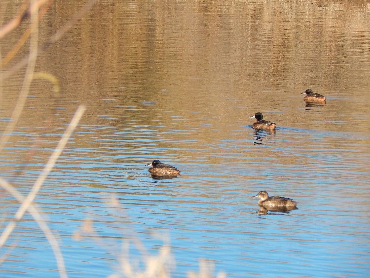 Black-headed Duck - ML615483931