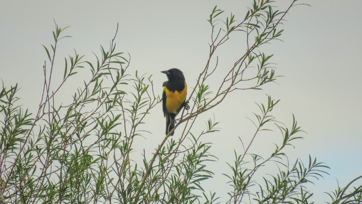 Yellow-rumped Marshbird - Ariadna Tripaldi