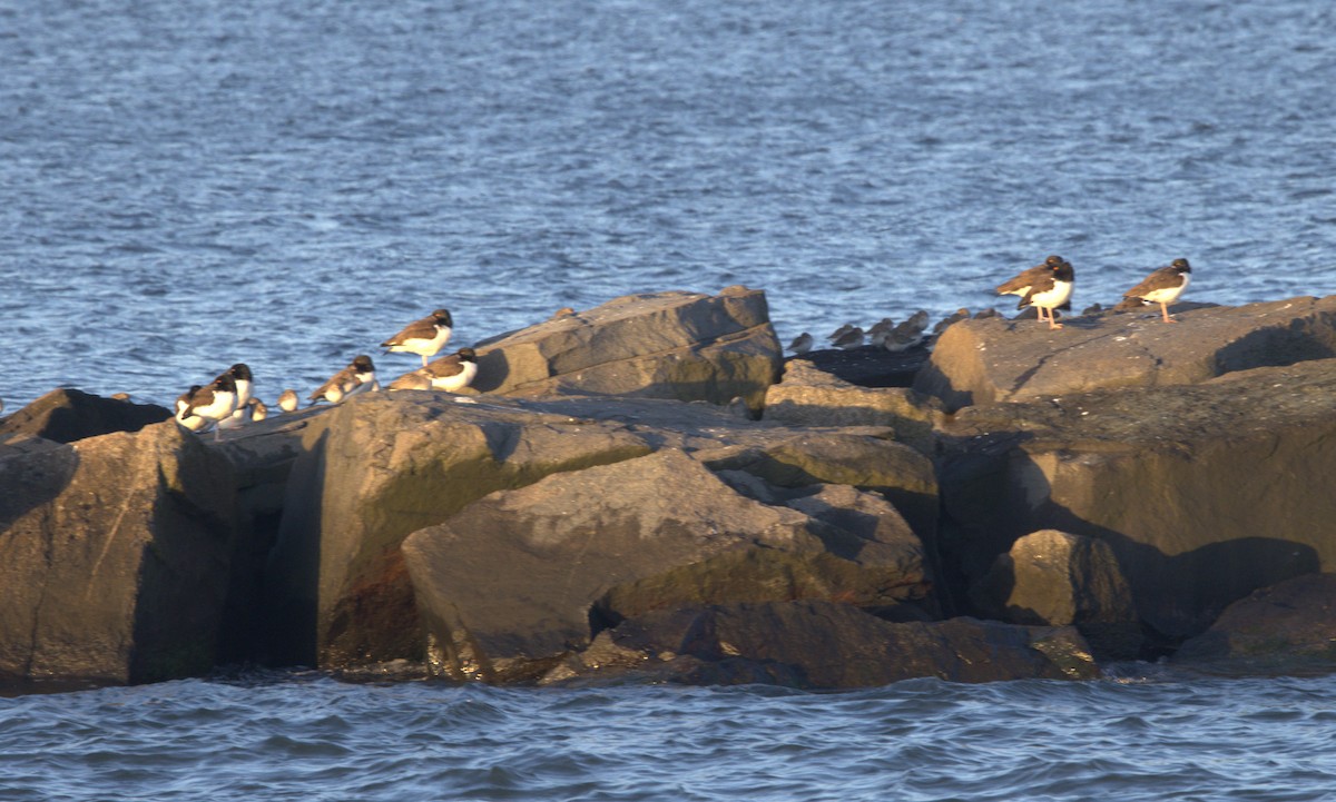 American Oystercatcher - ML615483961