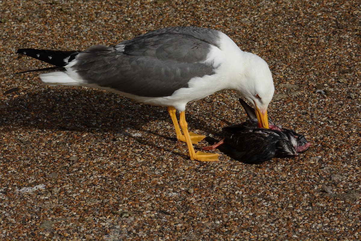 ML615483981 - Lesser Black-backed Gull (graellsii) - Macaulay Library