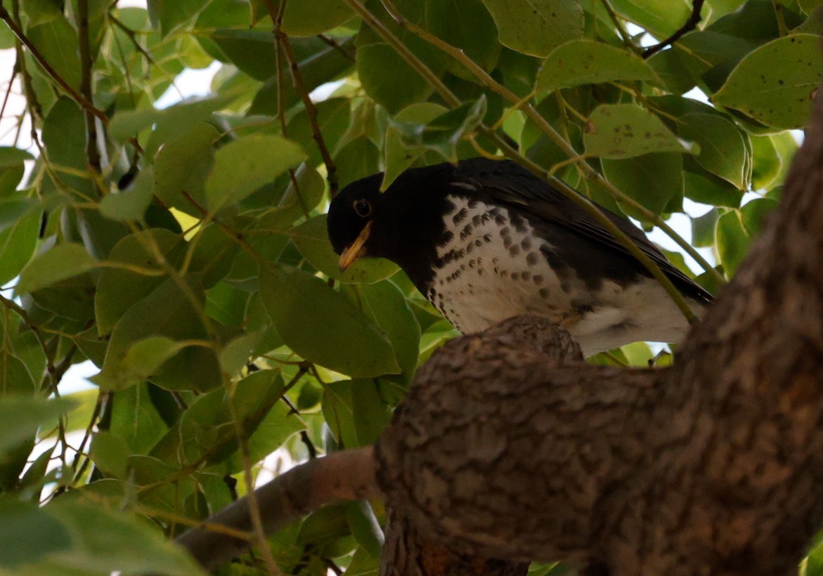 Japanese Thrush - ML615483997