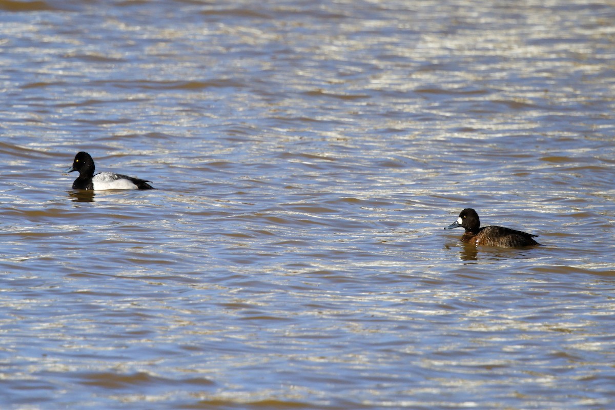 Greater Scaup - ML615484004