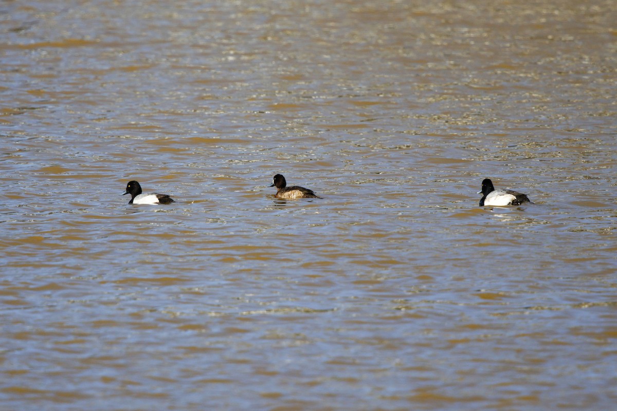 Greater Scaup - ML615484005