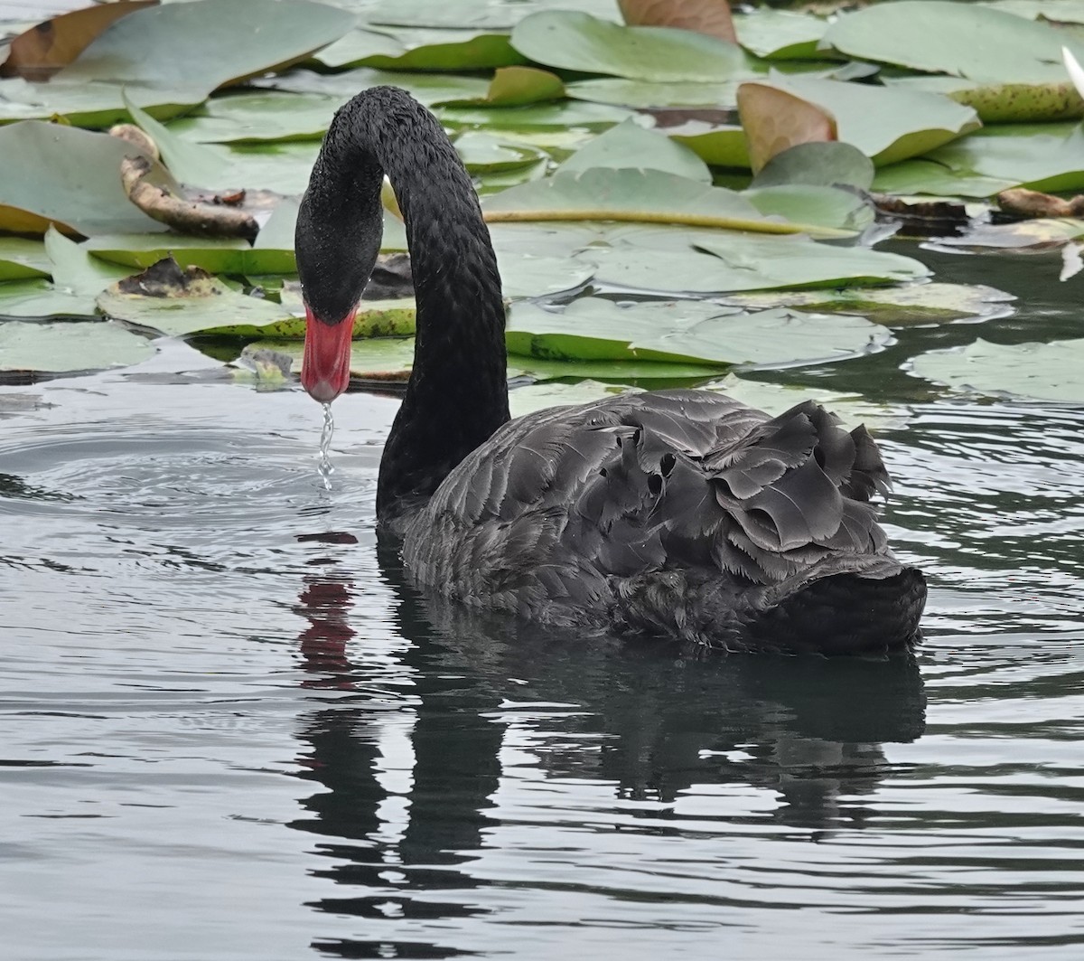 Black Swan - ML615484007