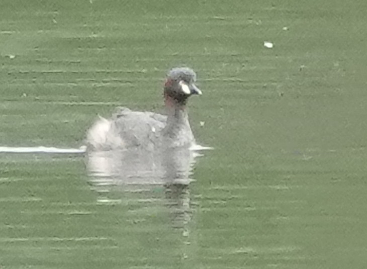 Australasian Grebe - Alan Coates