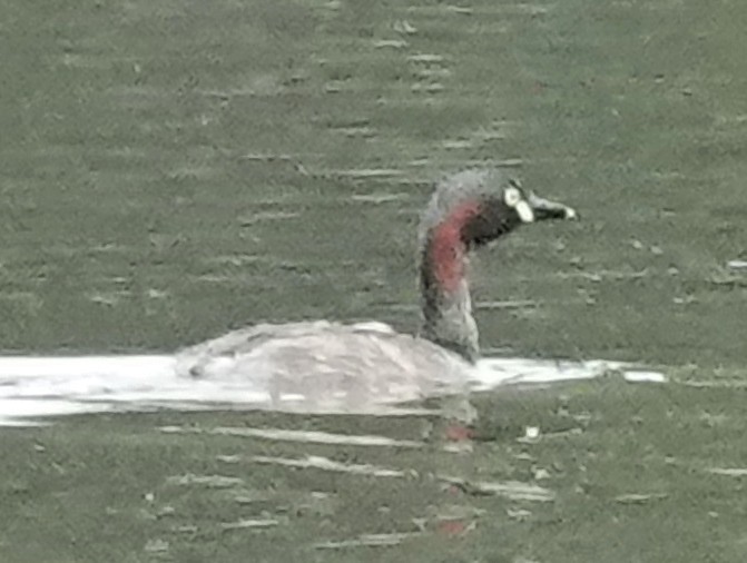 Australasian Grebe - ML615484053