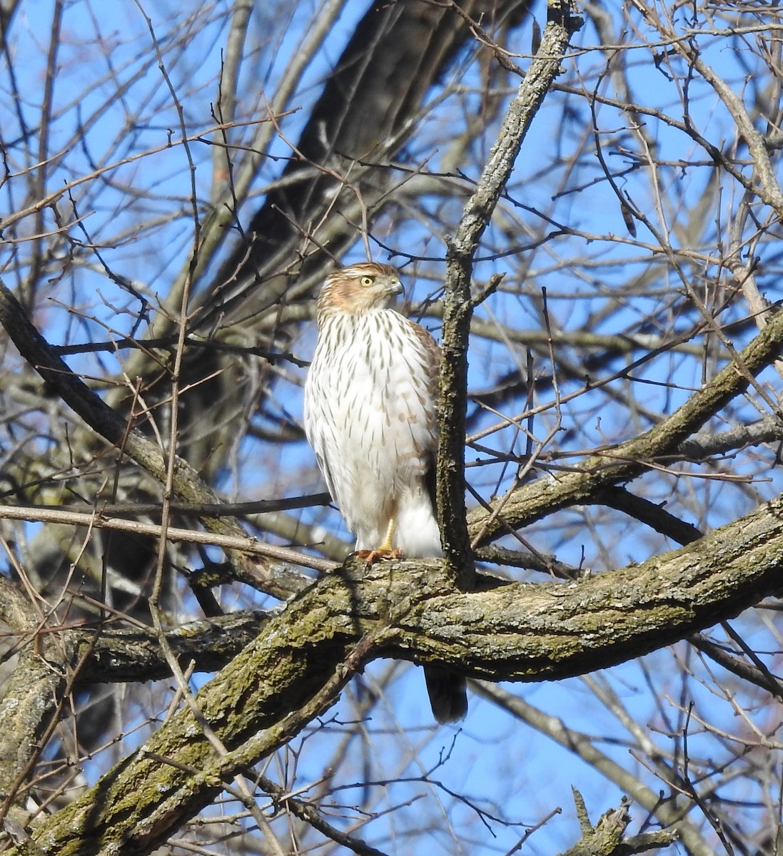 Cooper's Hawk - ML615484090