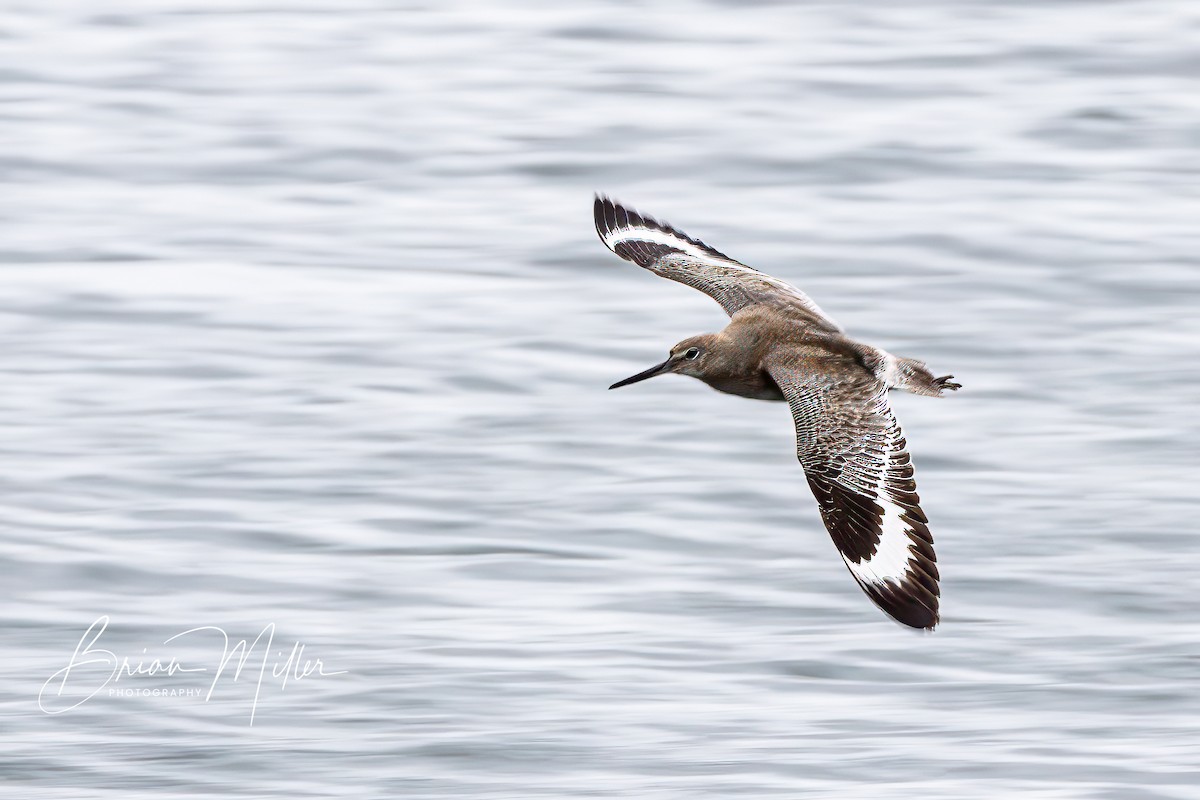 Willet - ML615484142