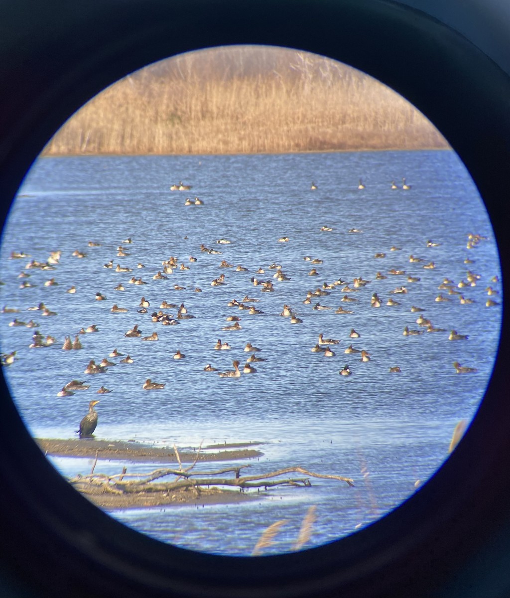 Red-breasted Merganser - ML615484173