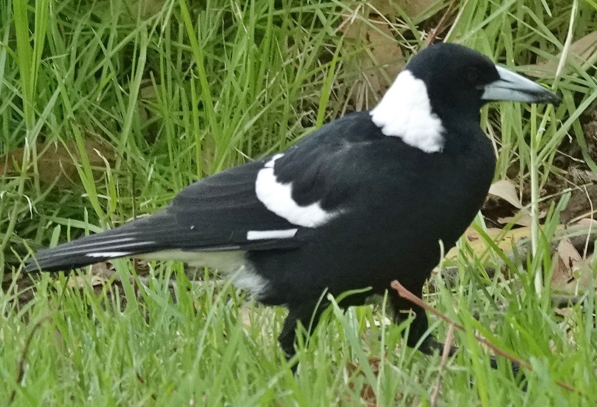 Australian Magpie (Black-backed) - ML615484284