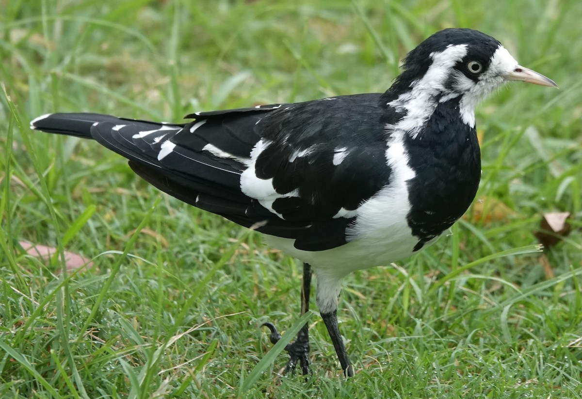 Magpie-lark - ML615484305