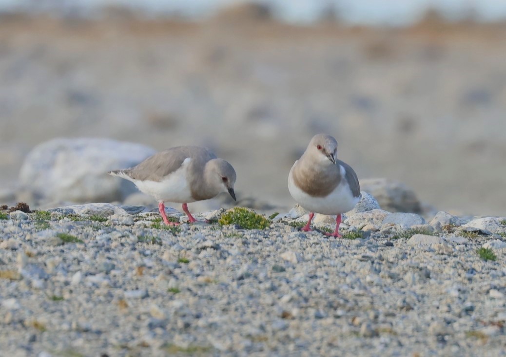 Magellanic Plover - ML615484359