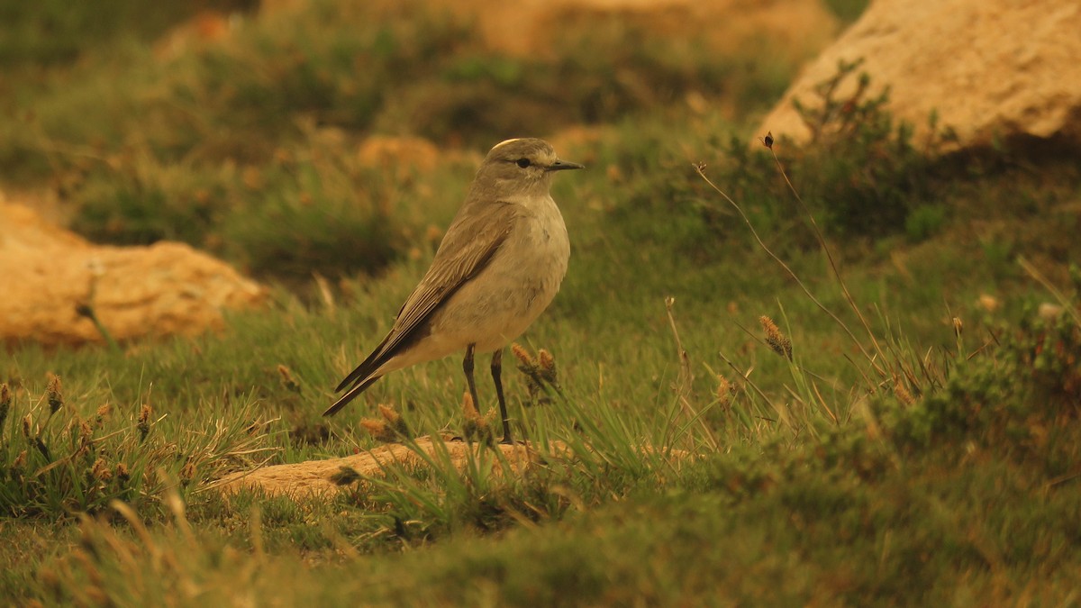 Ochre-naped Ground-Tyrant - ML615484449