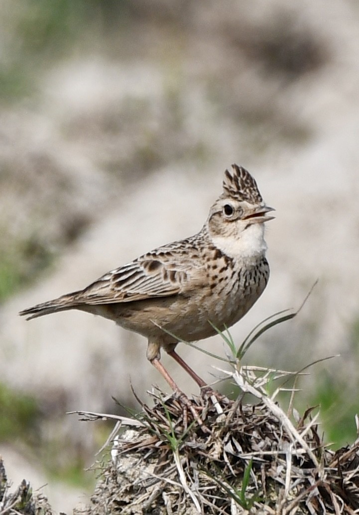 Oriental Skylark - ML615484482