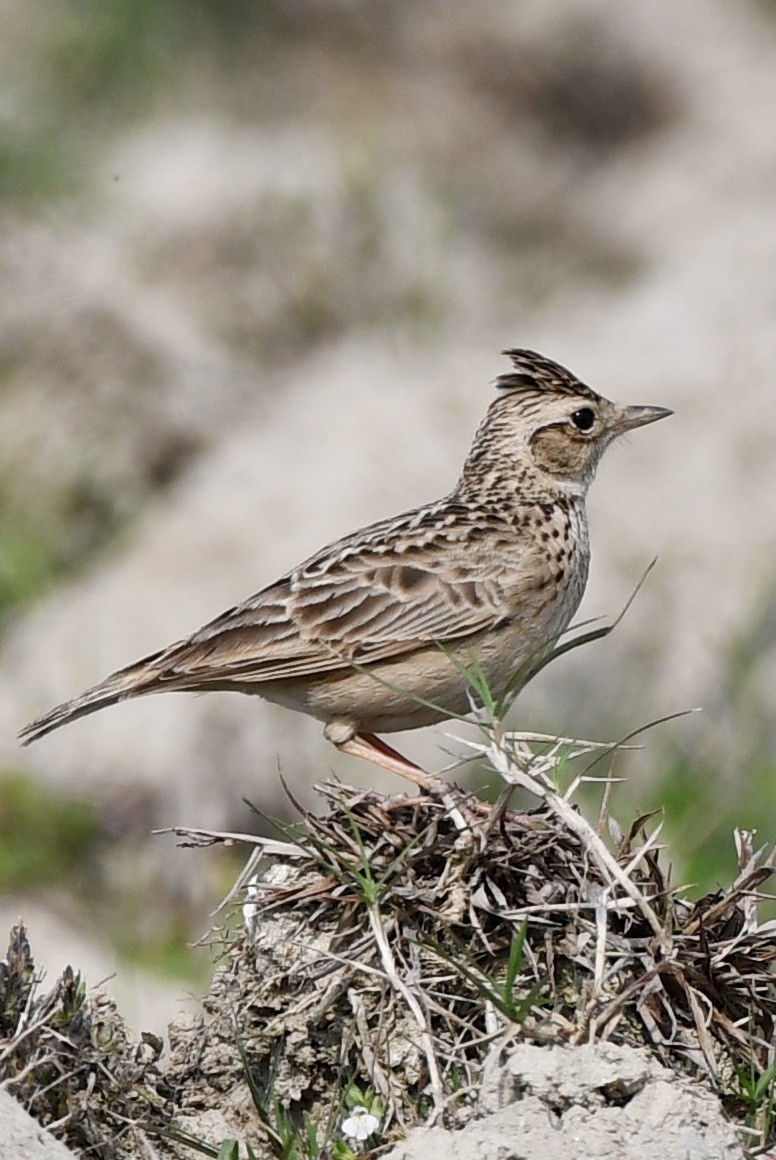 Oriental Skylark - ML615484483