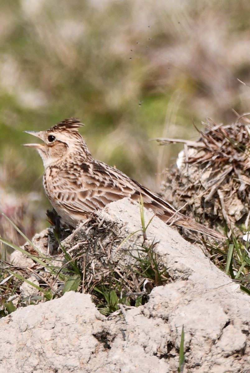 Oriental Skylark - ML615484484