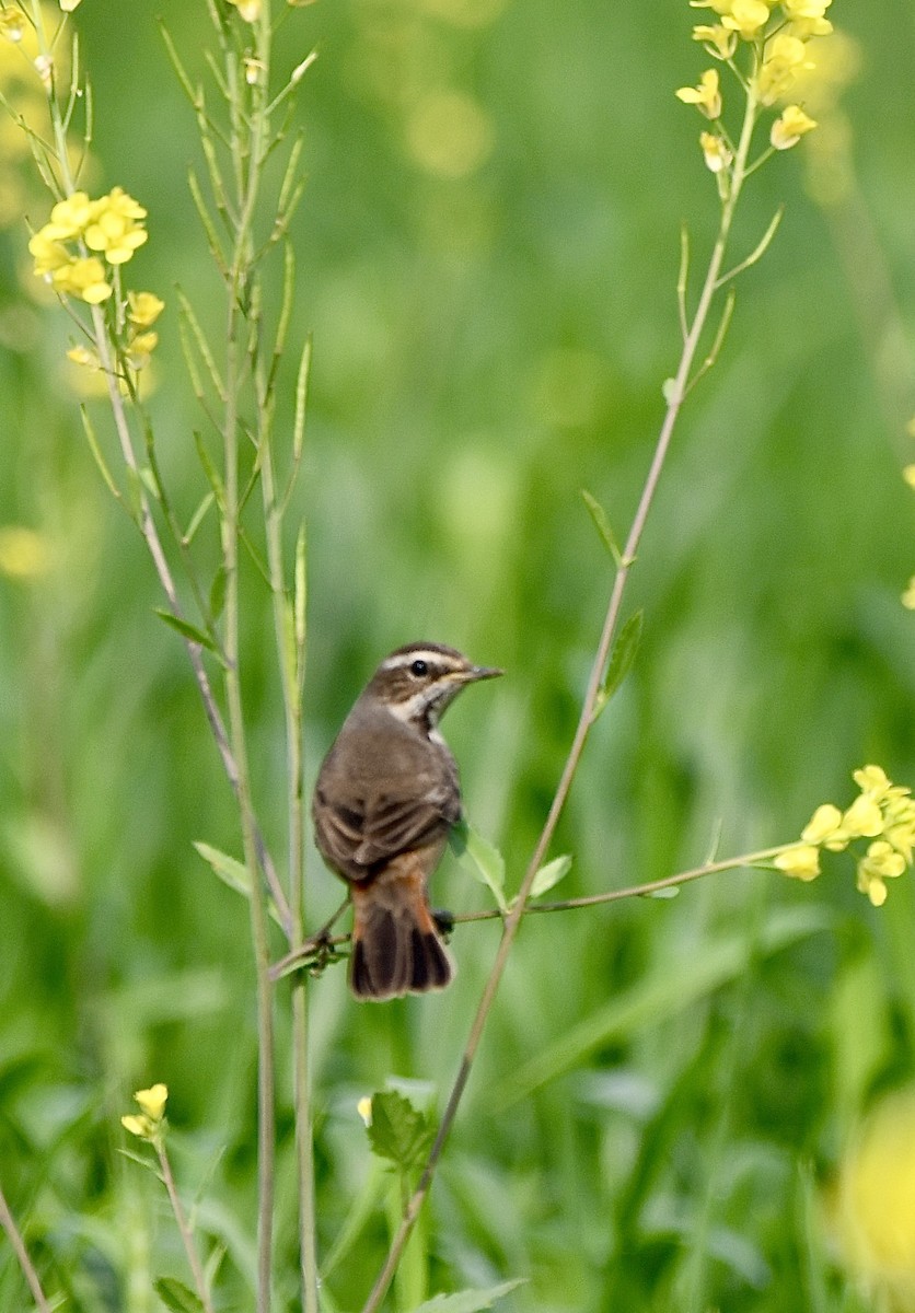 Bluethroat - ML615484499