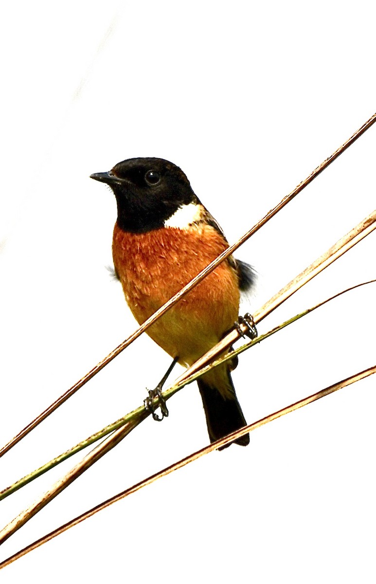 Siberian Stonechat (Siberian) - ML615484543