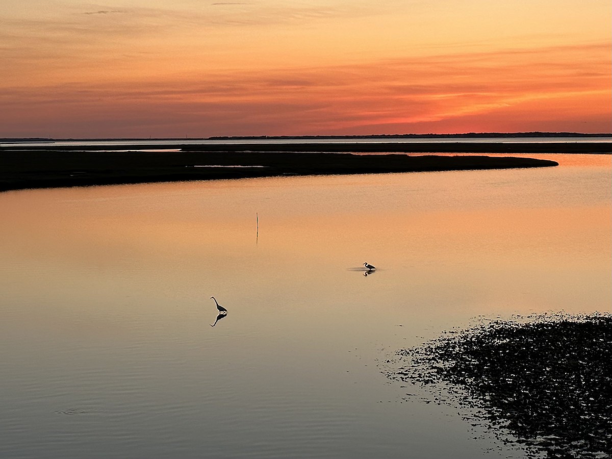 Great Egret - ML615484554