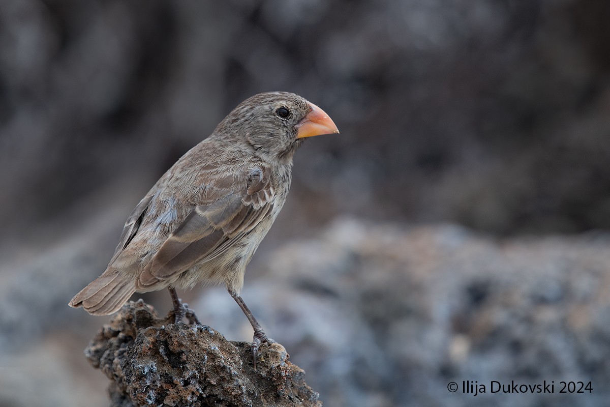 Medium Ground-Finch - ML615484567