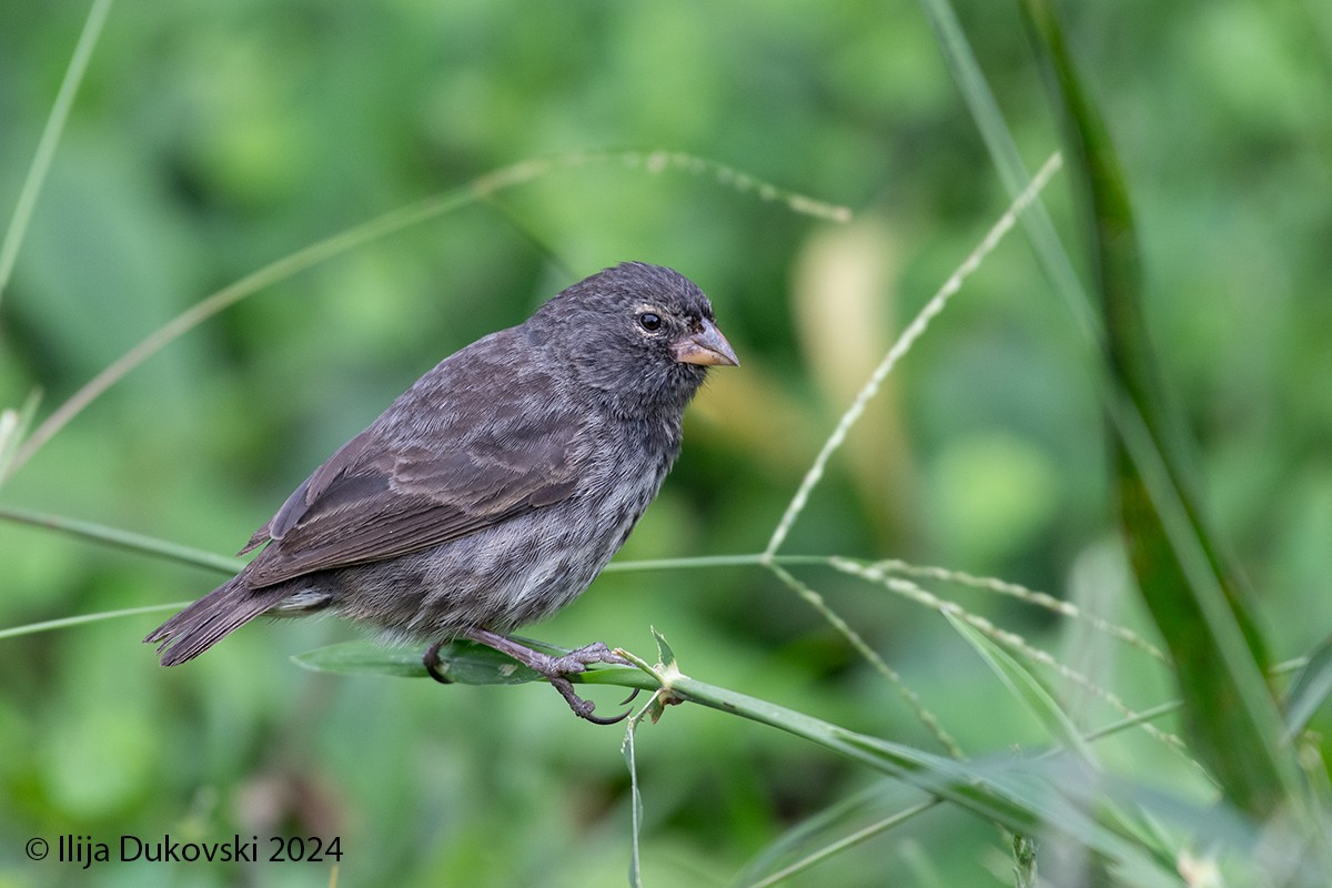 Medium Ground-Finch - ML615484569