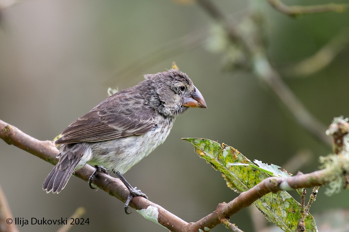 Medium Ground-Finch - Ilija Dukovski