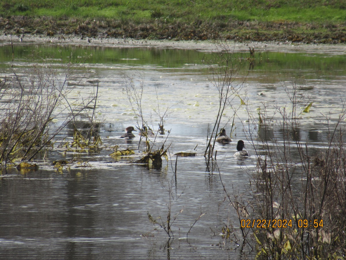 Hooded Merganser - ML615484592