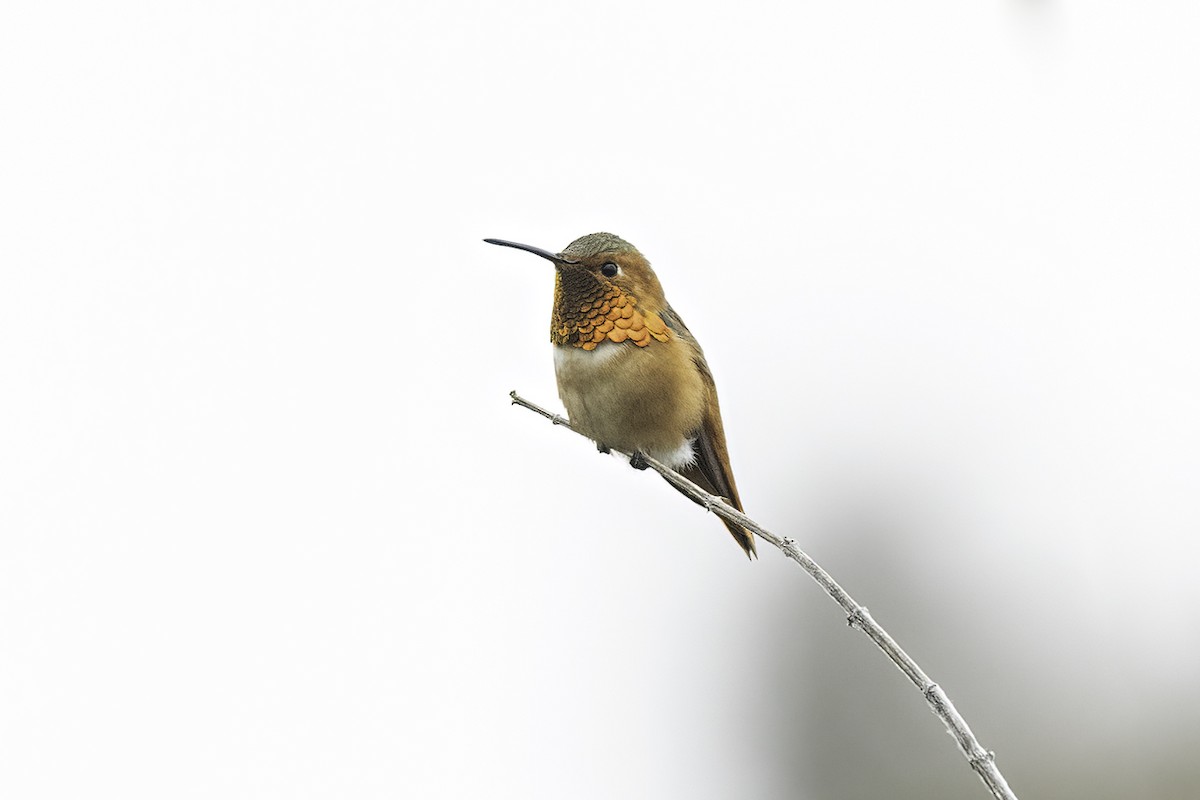 Allen's Hummingbird - Kathryn McGiffen
