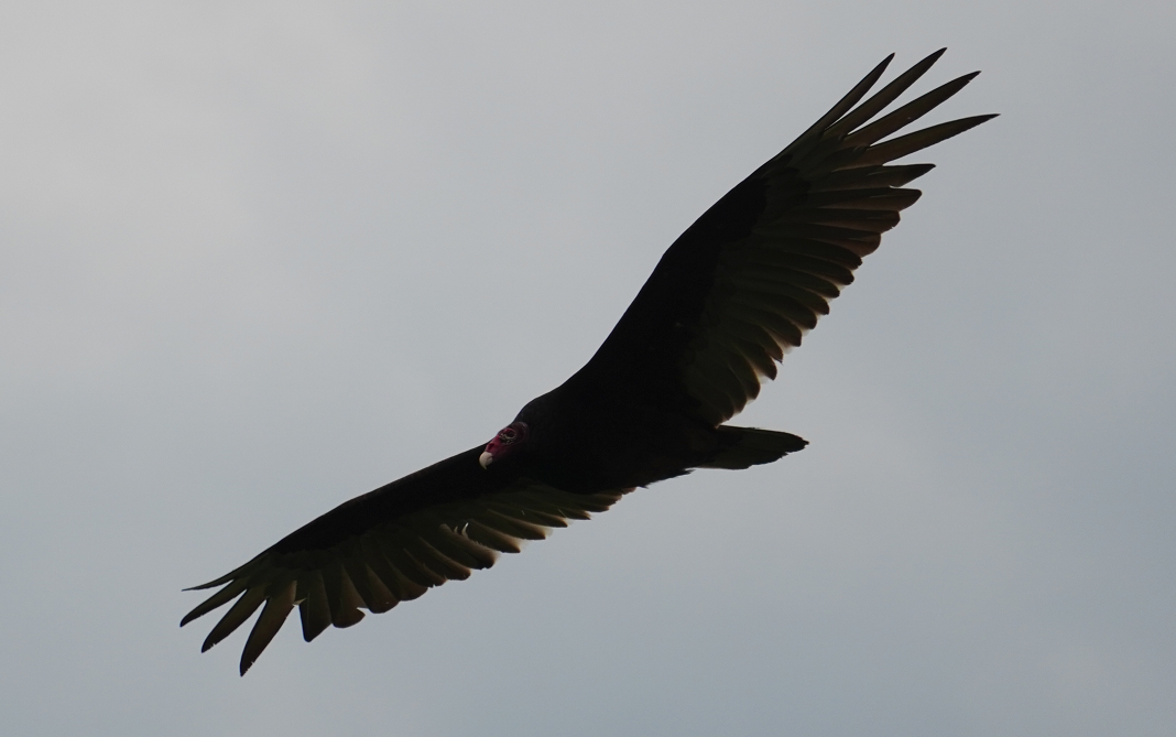 Turkey Vulture - ML615484635