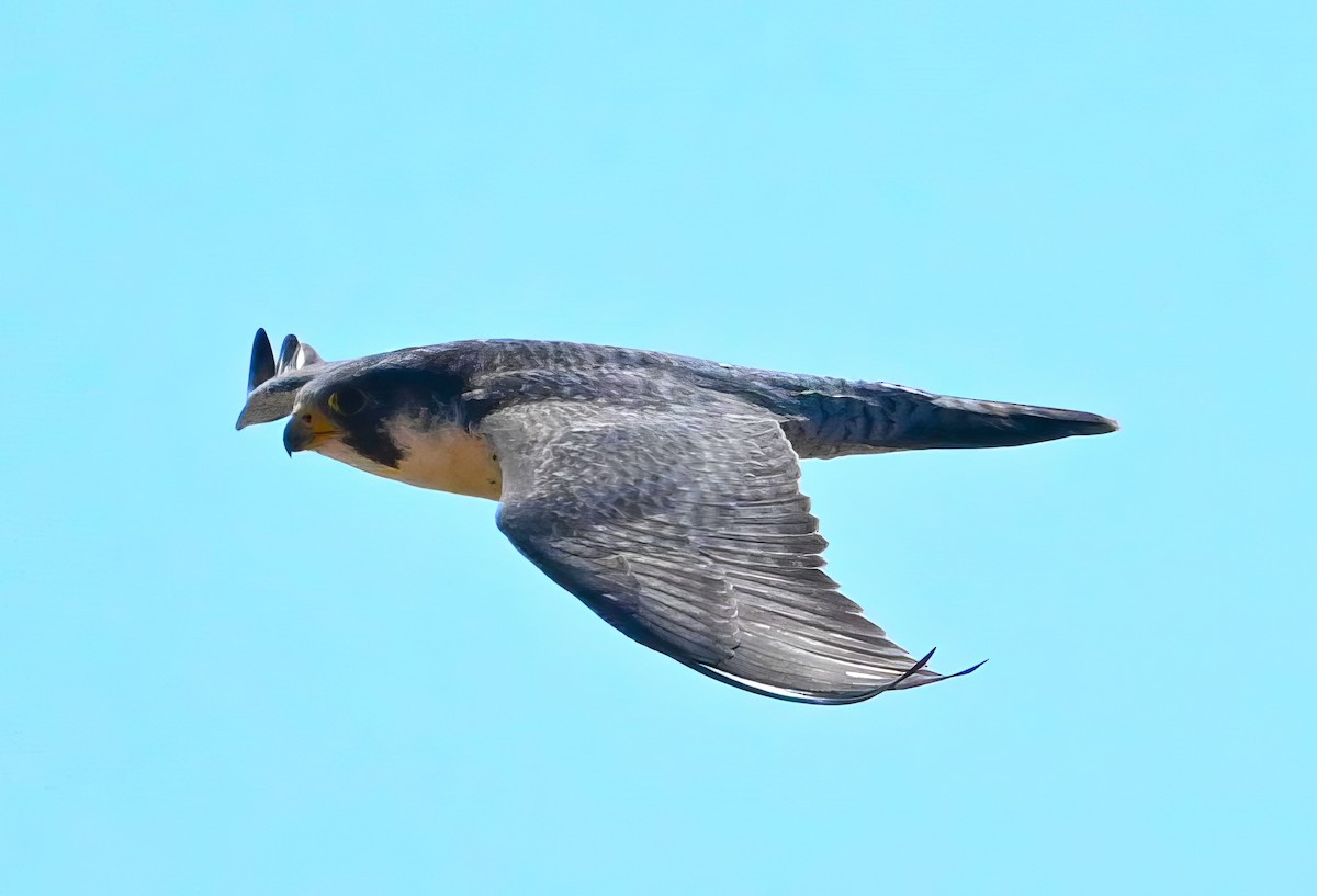 Peregrine Falcon - ML615484655