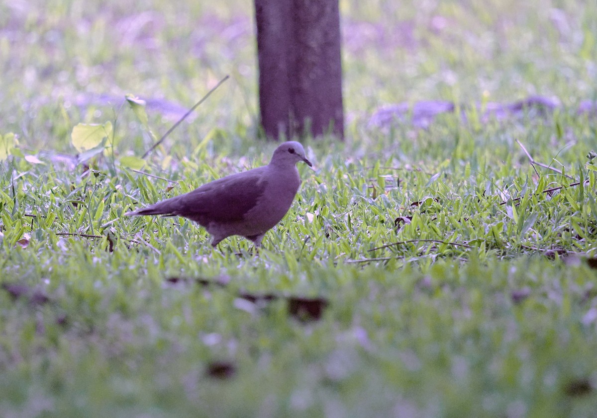Gray-fronted Dove - ML615484682
