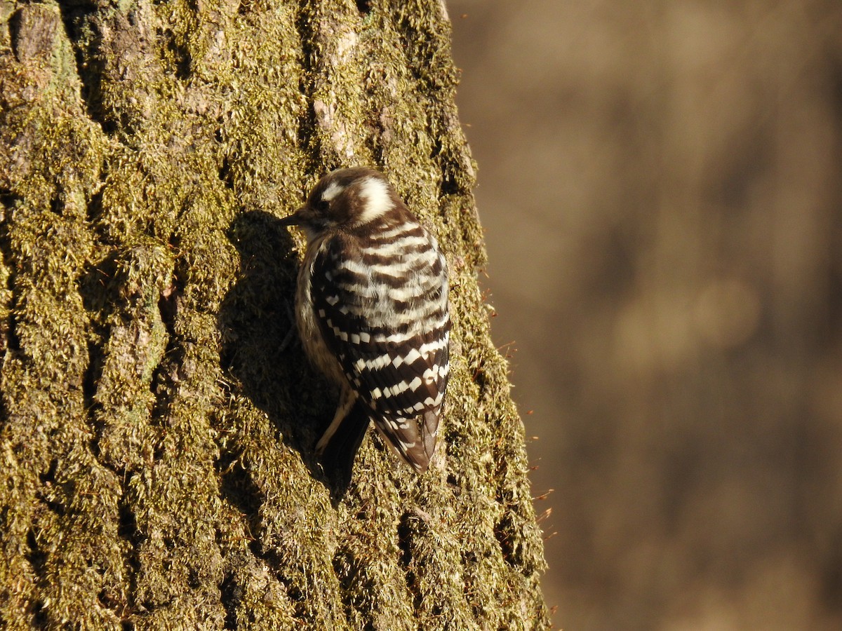 Japanese Pygmy Woodpecker - Jupiter Jeon