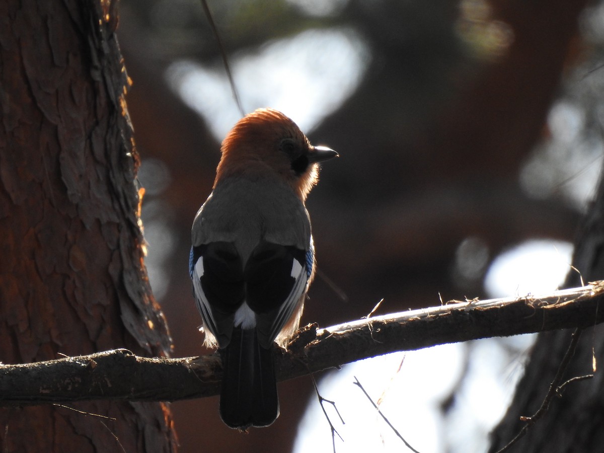 Eurasian Jay - Jupiter Jeon