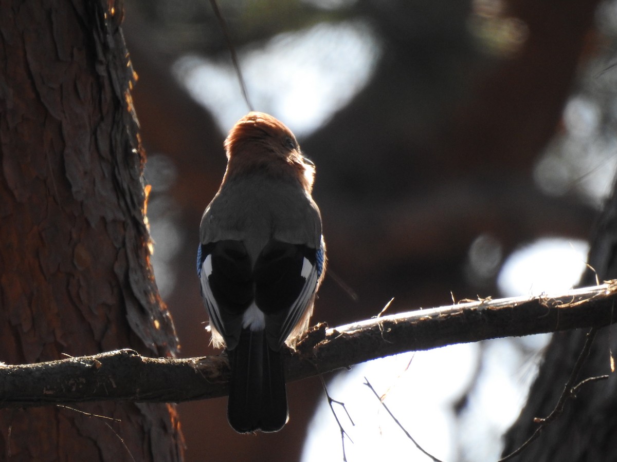 Eurasian Jay - ML615484716