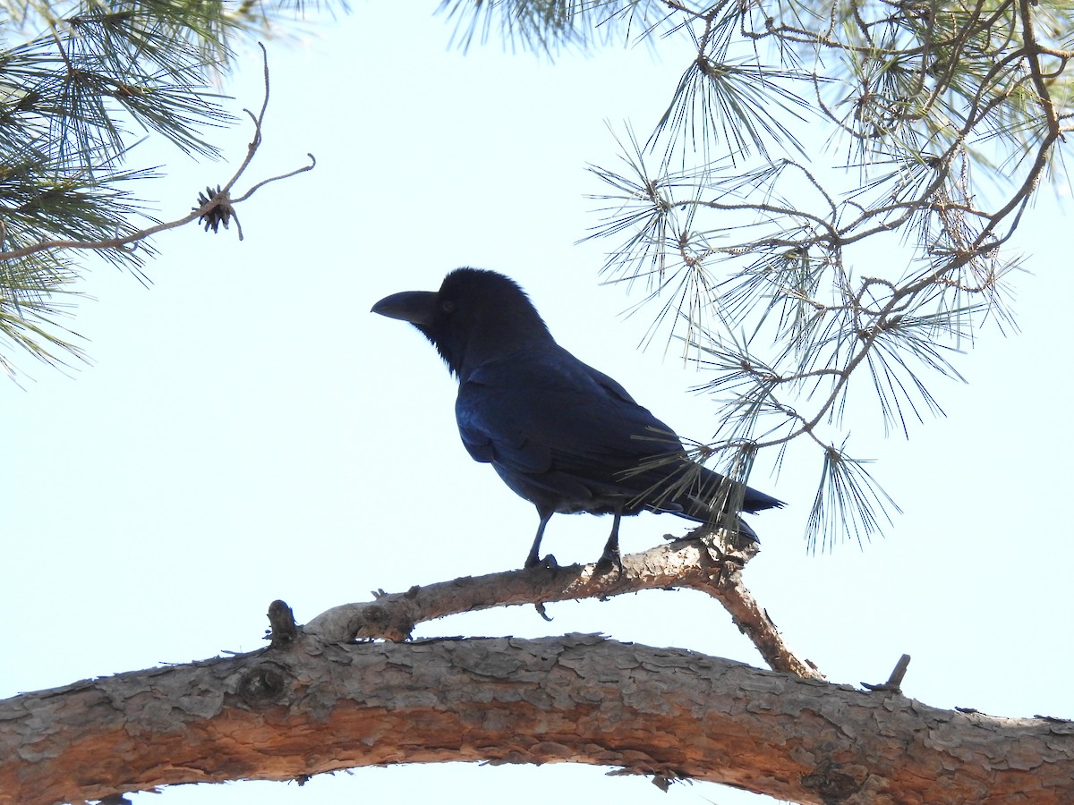 Large-billed Crow - Jupiter Jeon