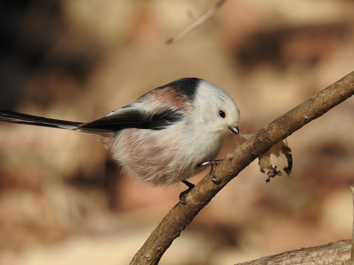 Long-tailed Tit - ML615484737