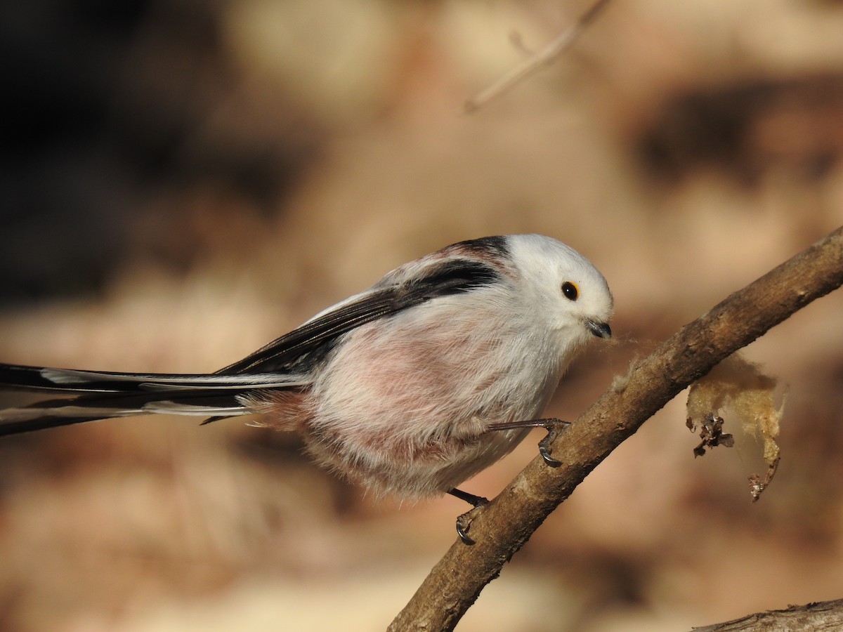 Long-tailed Tit - ML615484738