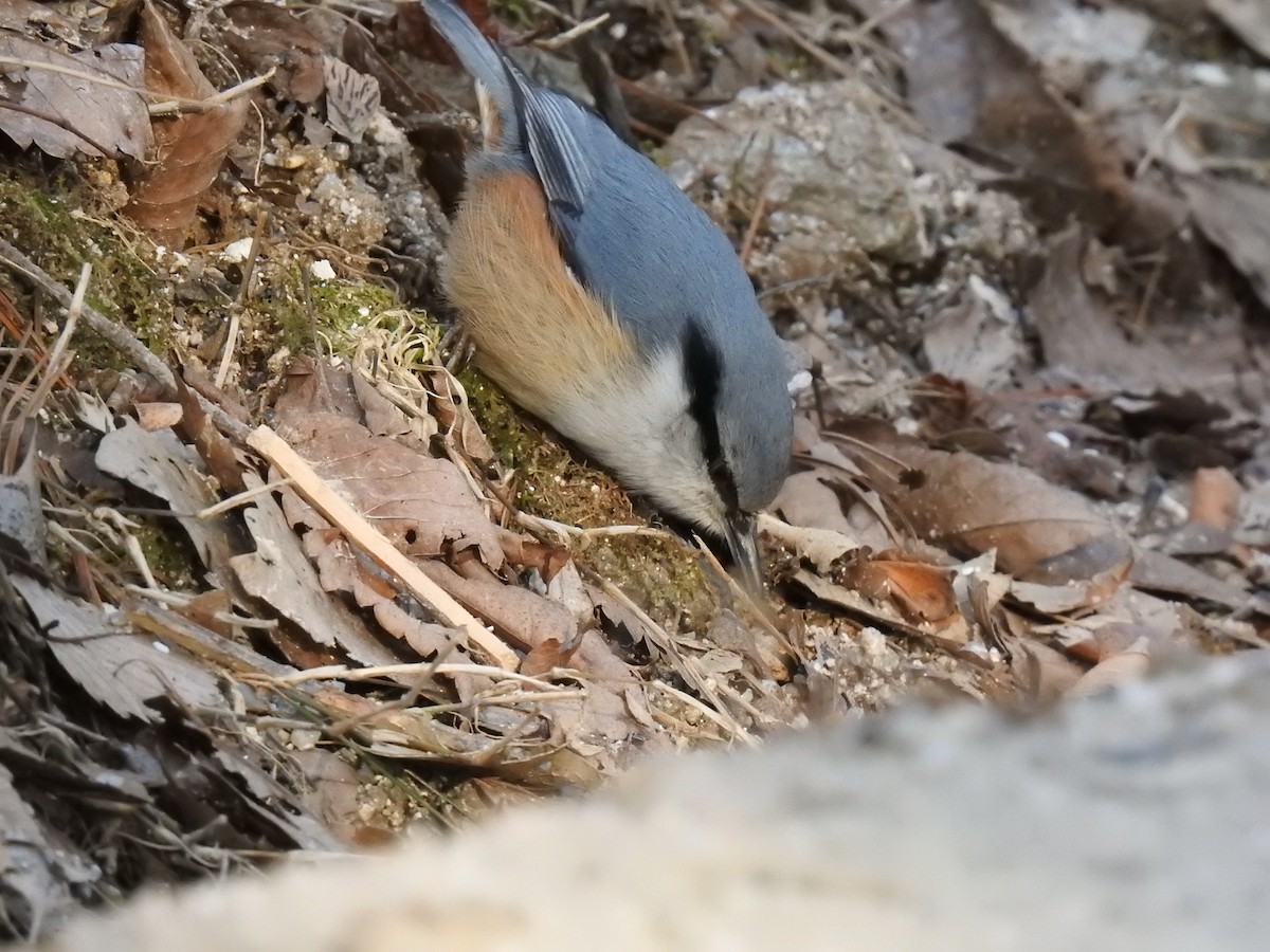 Eurasian Nuthatch - Jupiter Jeon