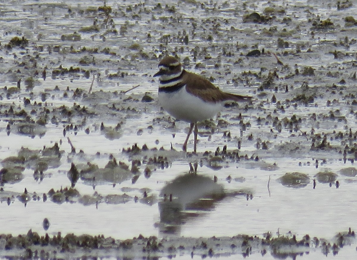 Killdeer - ML615484818